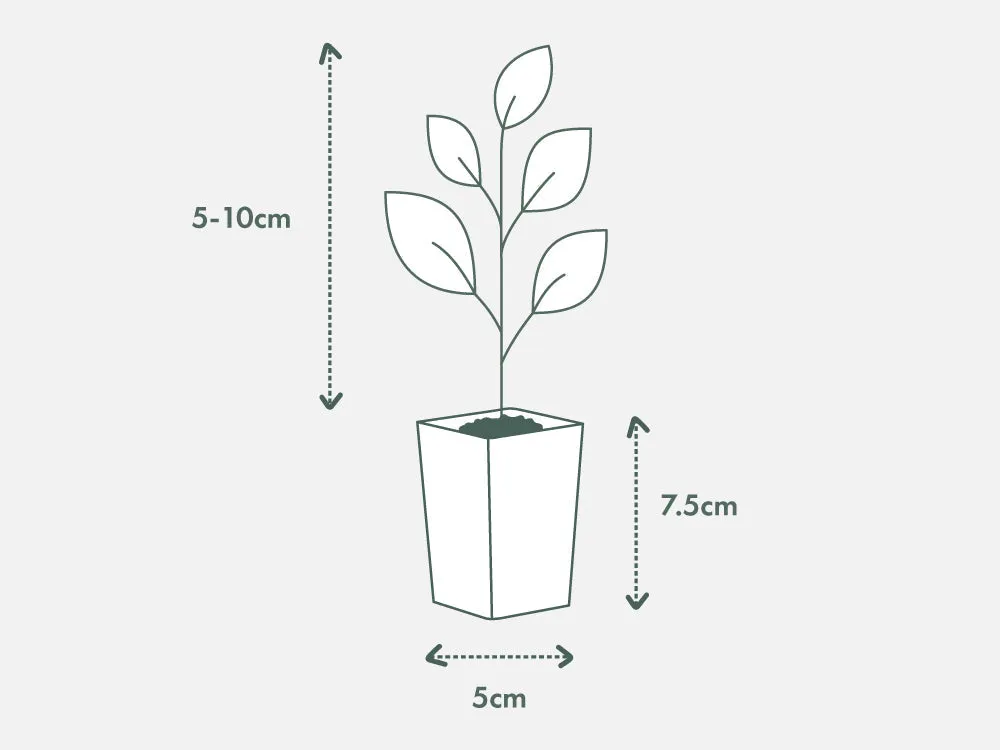 Austromyrtus dulcis Copper Tops - Midyim Berry