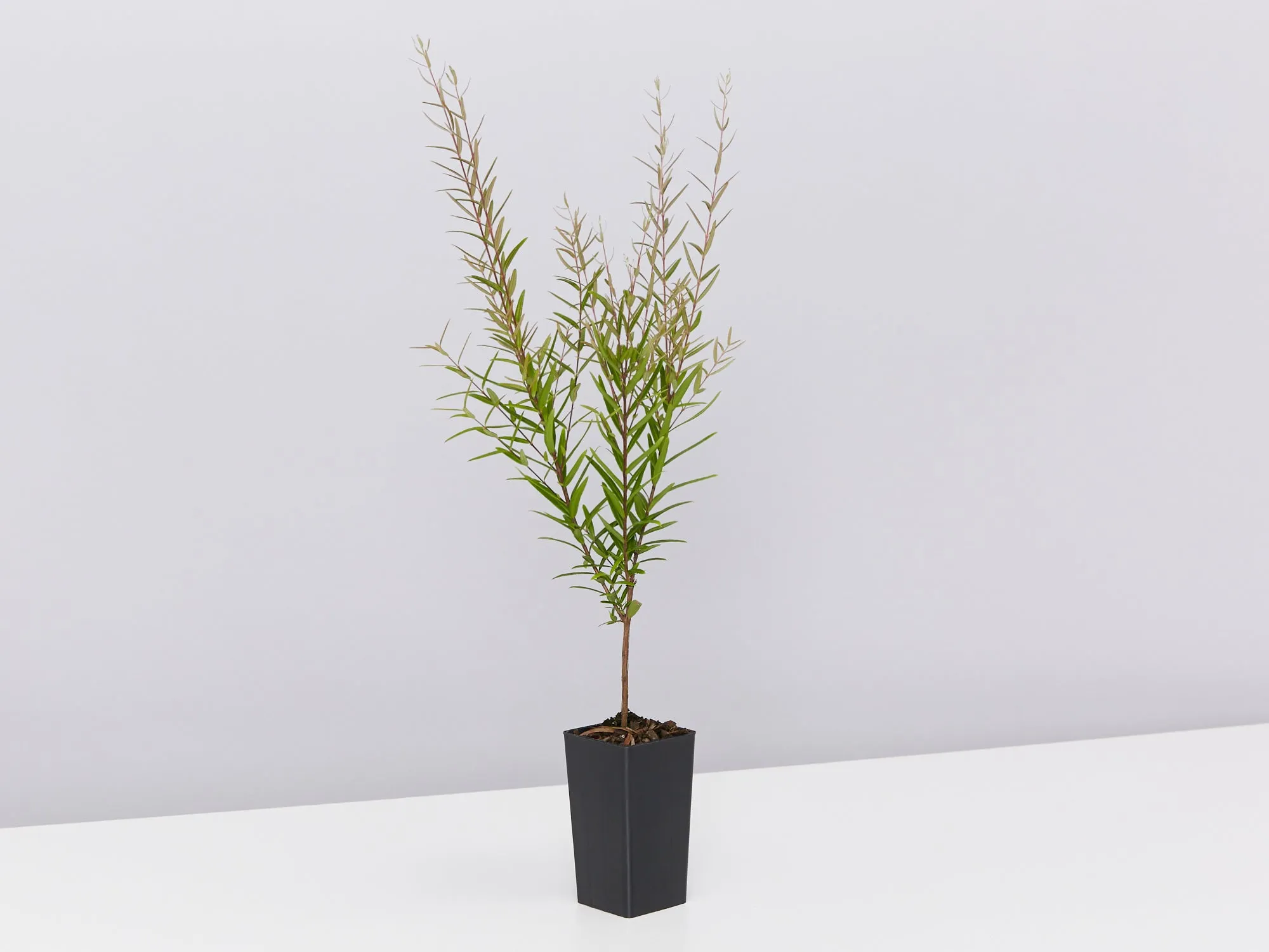 Austromyrtus dulcis Copper Tops - Midyim Berry
