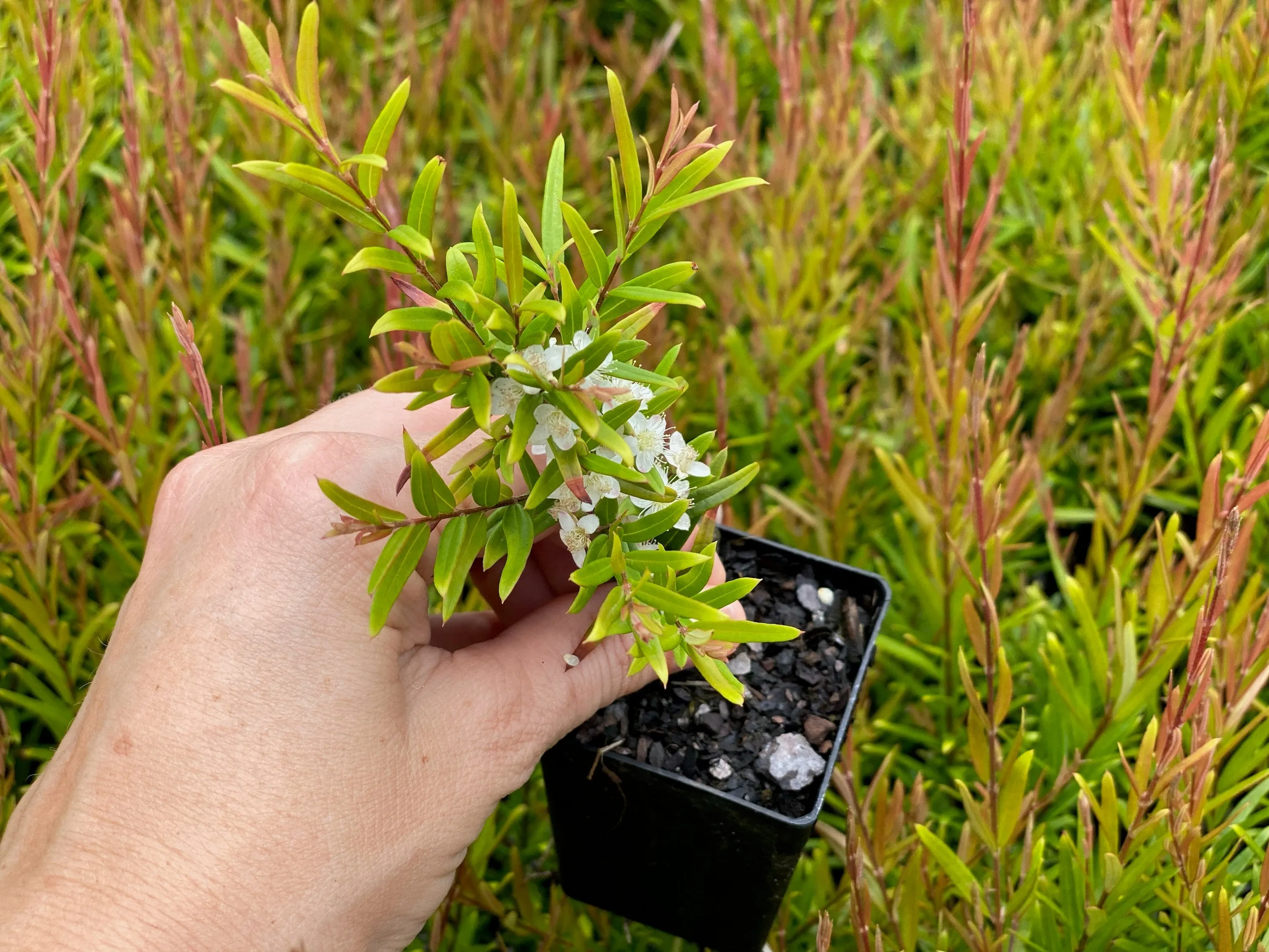 Austromyrtus dulcis Copper Tops - Midyim Berry