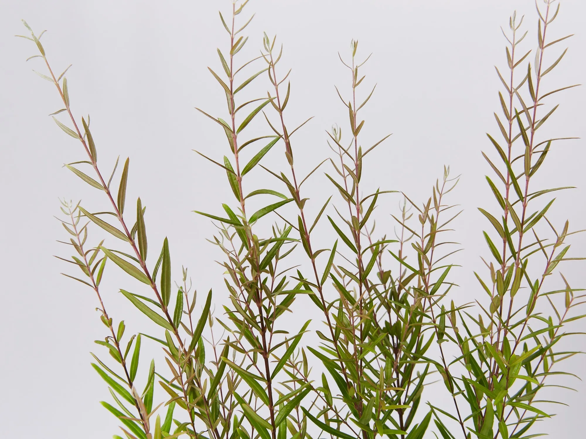 Austromyrtus dulcis Copper Tops - Midyim Berry
