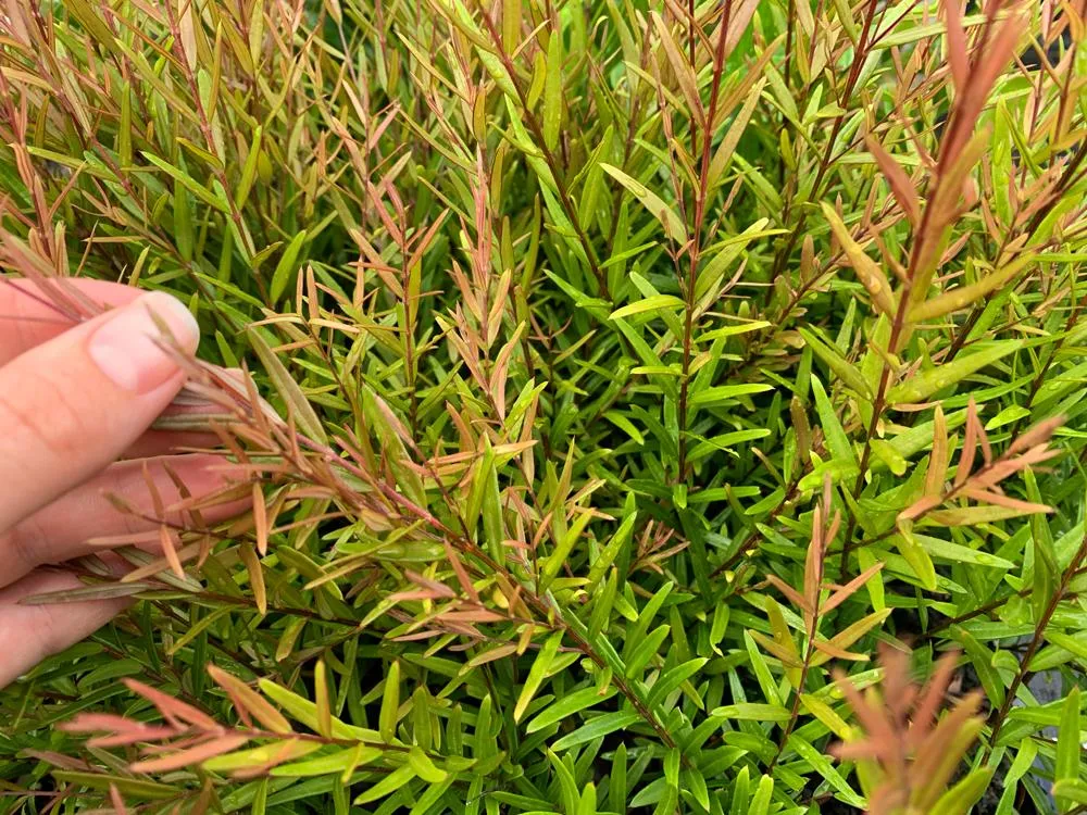 Austromyrtus dulcis Copper Tops - Midyim Berry